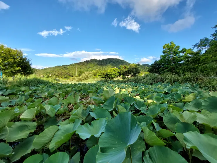 一整片的蓮花池