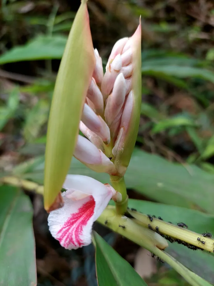 鮮嫩、剛剛脫去苞葉的普來氏月桃