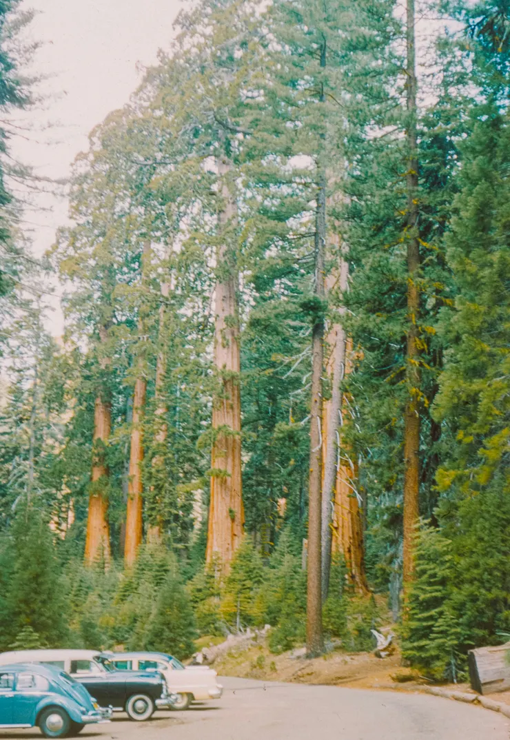 生長在道路旁的紅杉林（圖片取自Unsplash, by Annie Spratt）