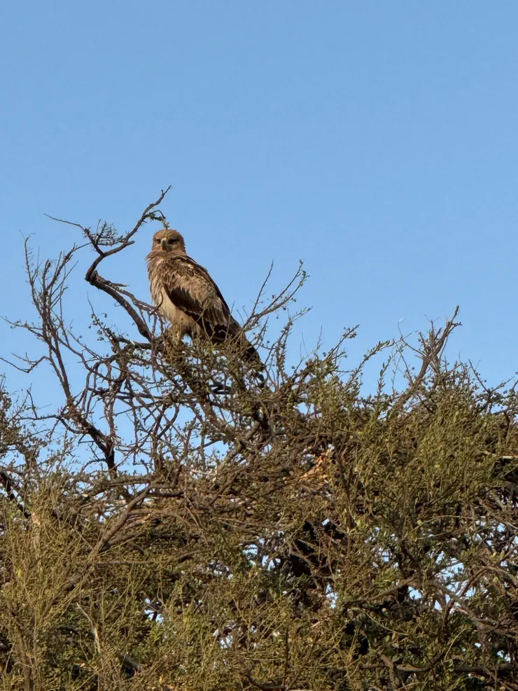 意外發現的一種老鷹(我真的忘記名字了