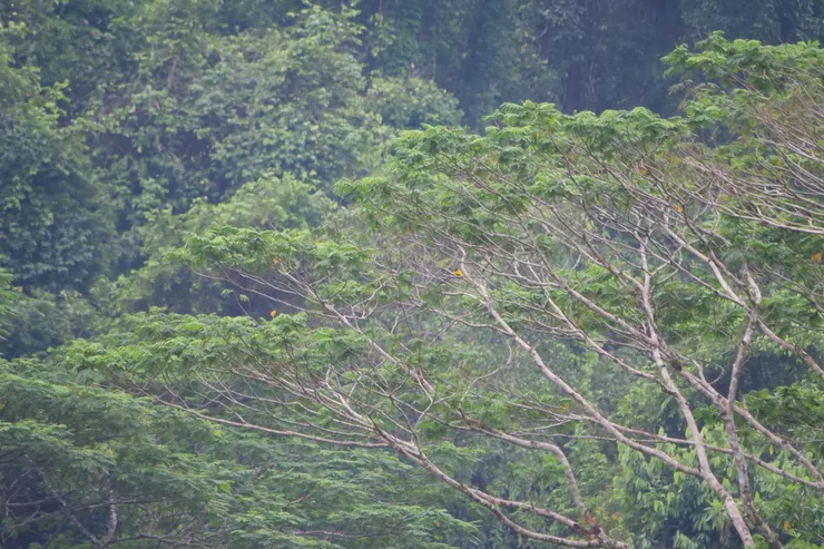 考眼力：Black-hooded Oriole