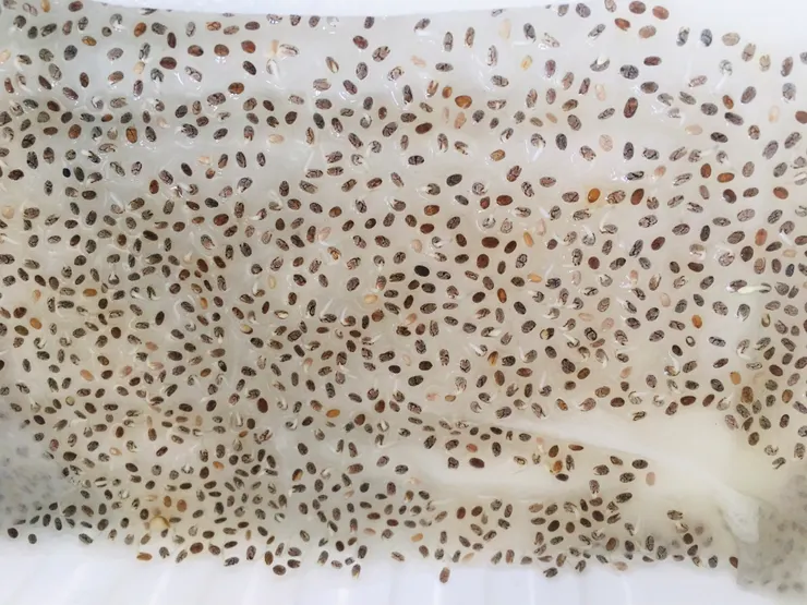 才一天依稀可見小白芽