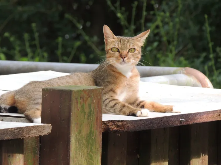 小白襪_2019.07.24