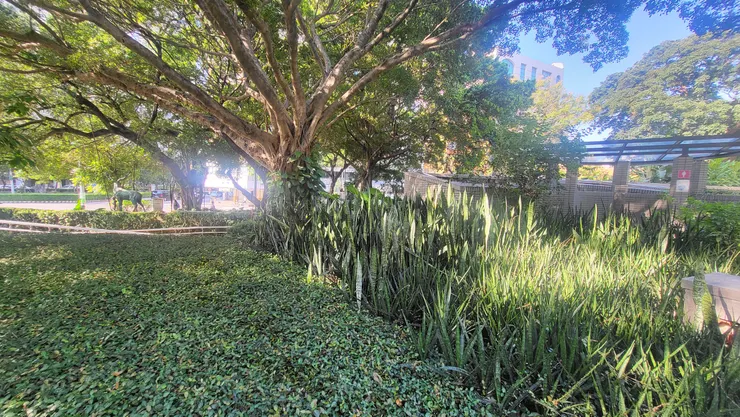 國立台中科學博物館的虎尾蘭