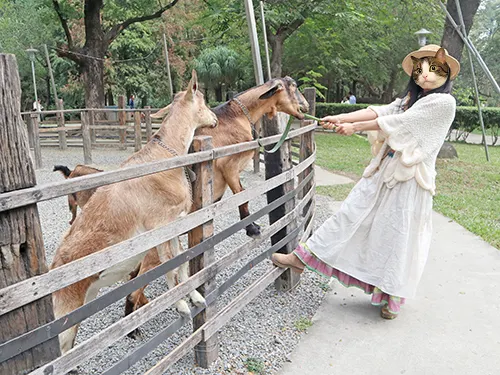 華一牧場戶外放牧區，可以與可愛羊群互動，適合週末家庭旅遊。