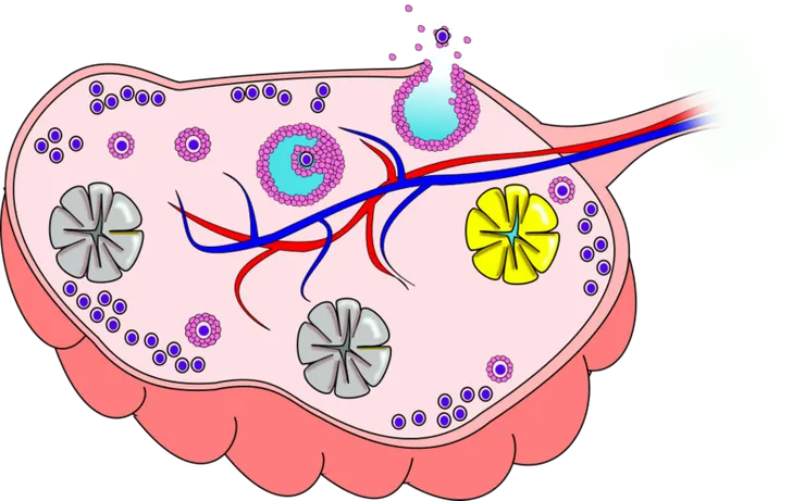 卵巢。圖片取自維基百科
