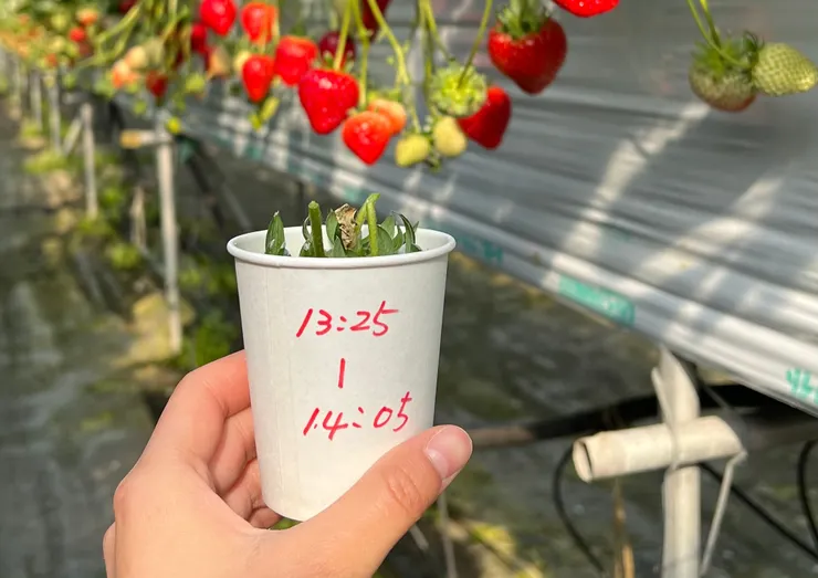 此刻就是最幸福的草莓富翁