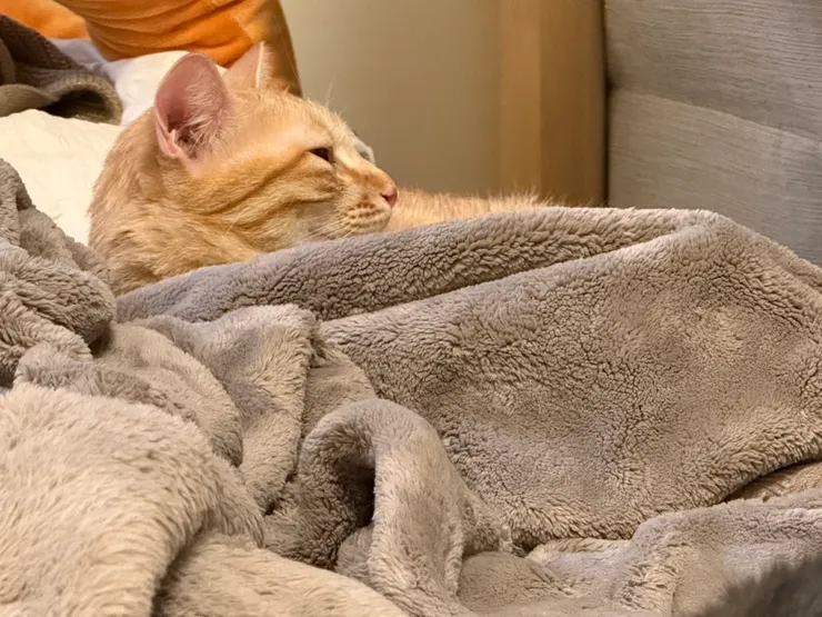 「我是誰我在哪？喔我是呼呼。呼呼大睡的呼呼。」