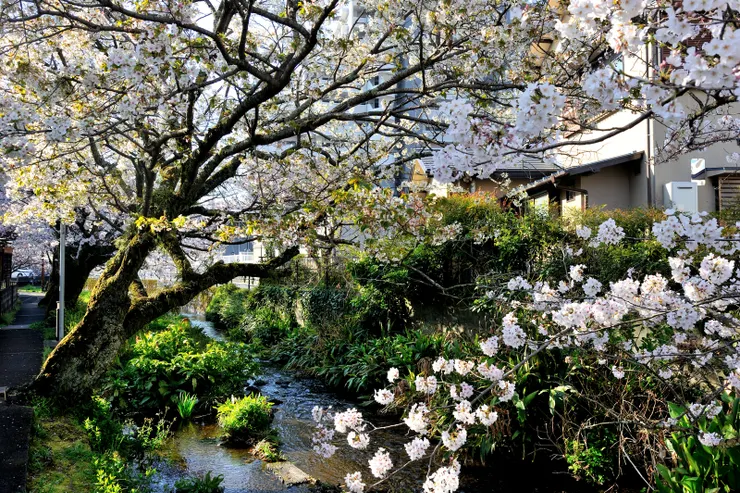 【櫻並木段賞花】