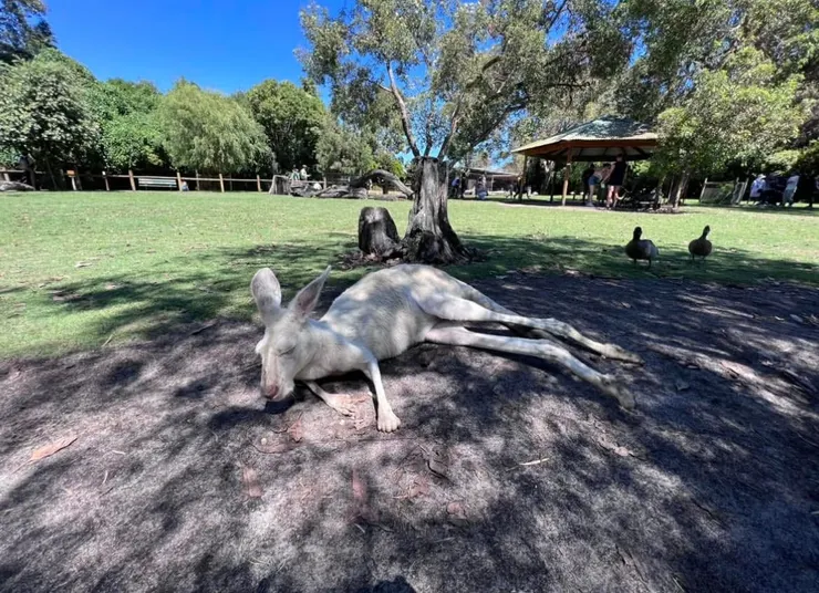 好好腄～牠這麼說