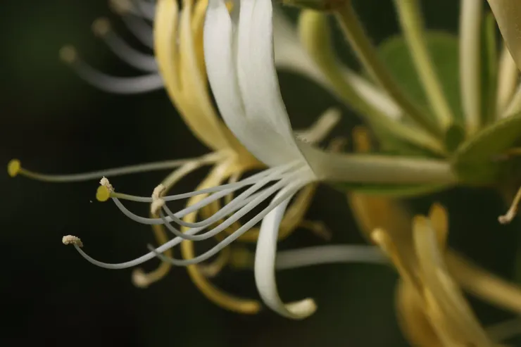 金銀花一蒂開雙花,成雙成對,形影不離,狀如雄雌相伴,又似鴛鴦對舞,故有「鴛鴦花」之稱。