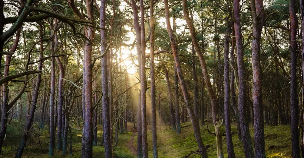 洪湖落羽總是情