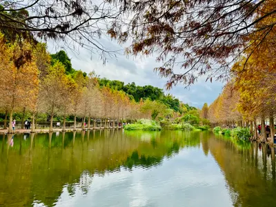 追尋落羽松的尾巴