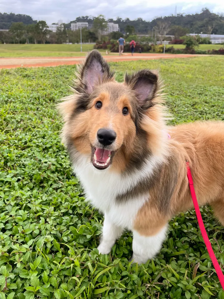 回家後帶Ewan去公園跑跑，小朋友開心的咧!