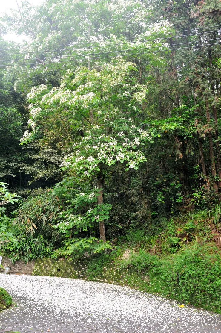 【滿舖樹冠或地表都是美麗風景，晚春清早綠光中流連桐花小徑。幸福綠光的早晨！】