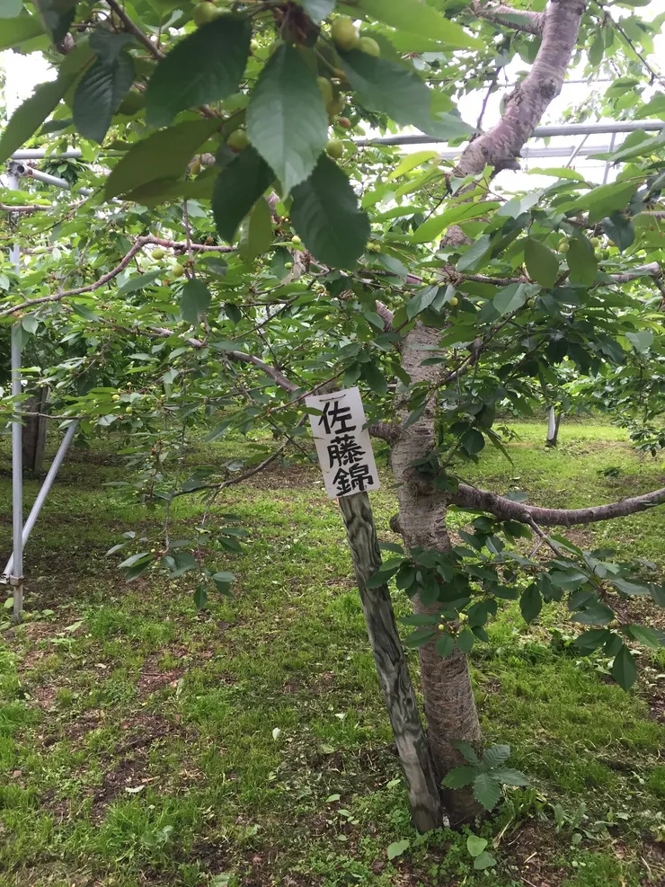 來不及長大的佐藤錦