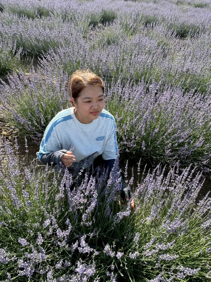 新疆的薰衣草香氣很濃,在花田拍照可聞到陣陣薰衣草香,太享受了!