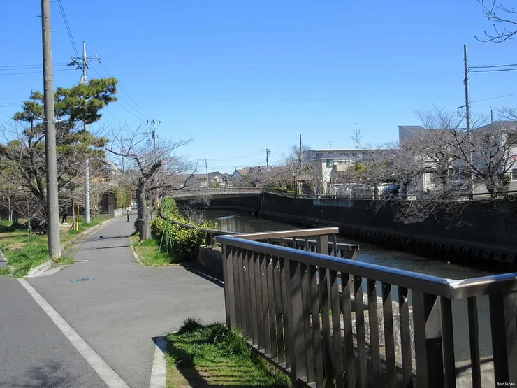 2024年真間川兩側照片,櫻花還未開