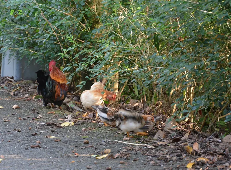 母雞帶者小雞筅土覓食,公雞在旁警戒,小雞已接近放子階段 ([陳傳義]拍攝)