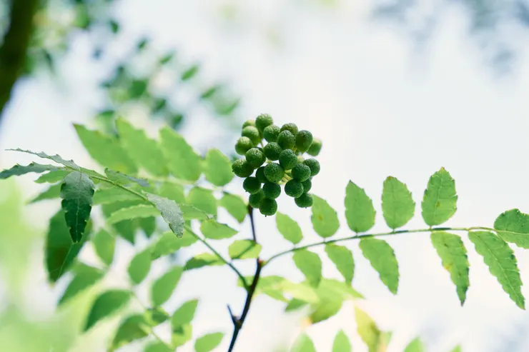 本次升級核心技術，關鍵原料來自日本奧飛驒的「飛驒山椒種子精華」，從根本幫助撫平皺紋、淡化斑點，並提升肌膚抵禦力。