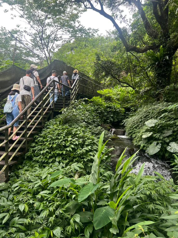鄰近大梯田後方的青楓步道,走到底可以到曹家花田香