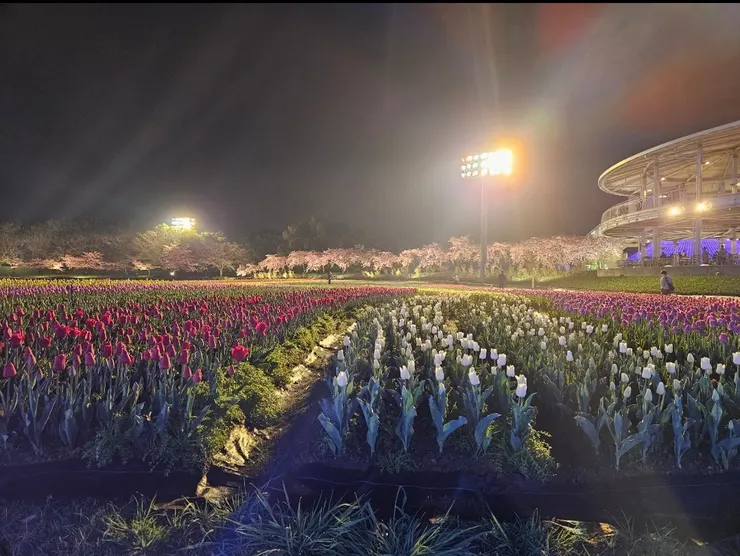 往出口方向還有一區鬱金香