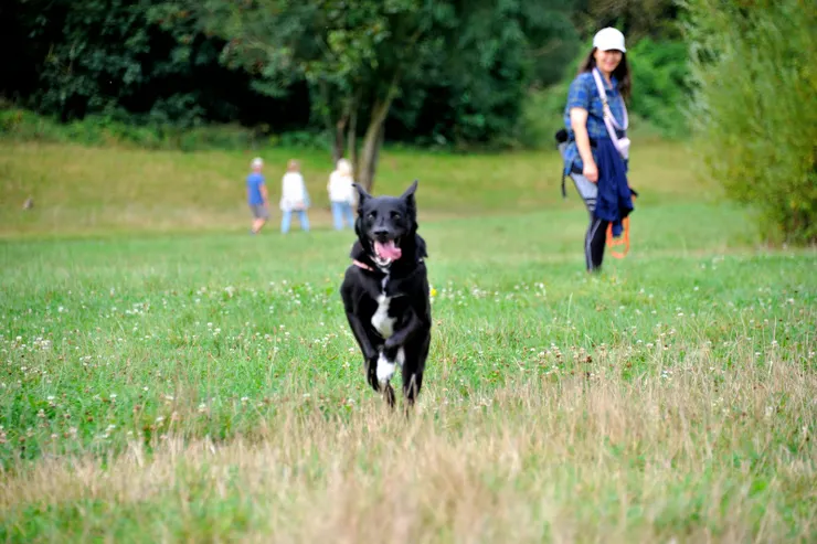 【牽繩一放，阿肥像脫繮野馬向我跑來。】
