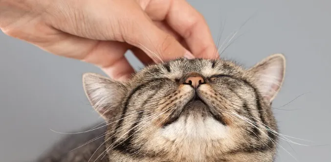 來源：worldsbestcatlitter.com