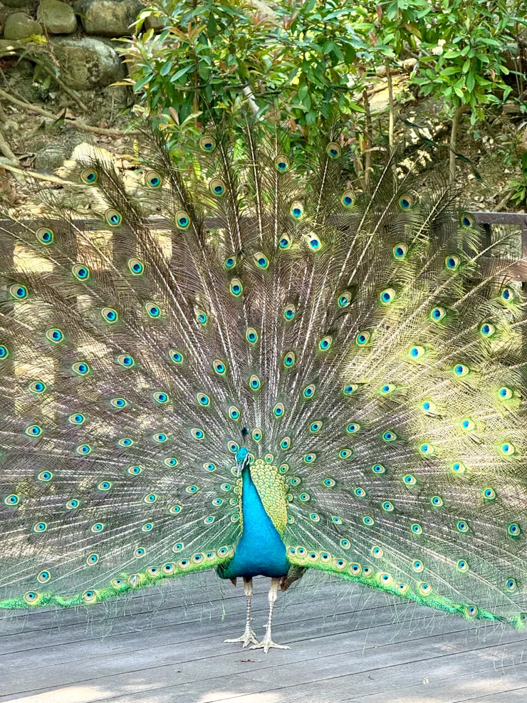 壽山動物園-孔雀園。此生最近距離遇過最多開屏的孔雀～