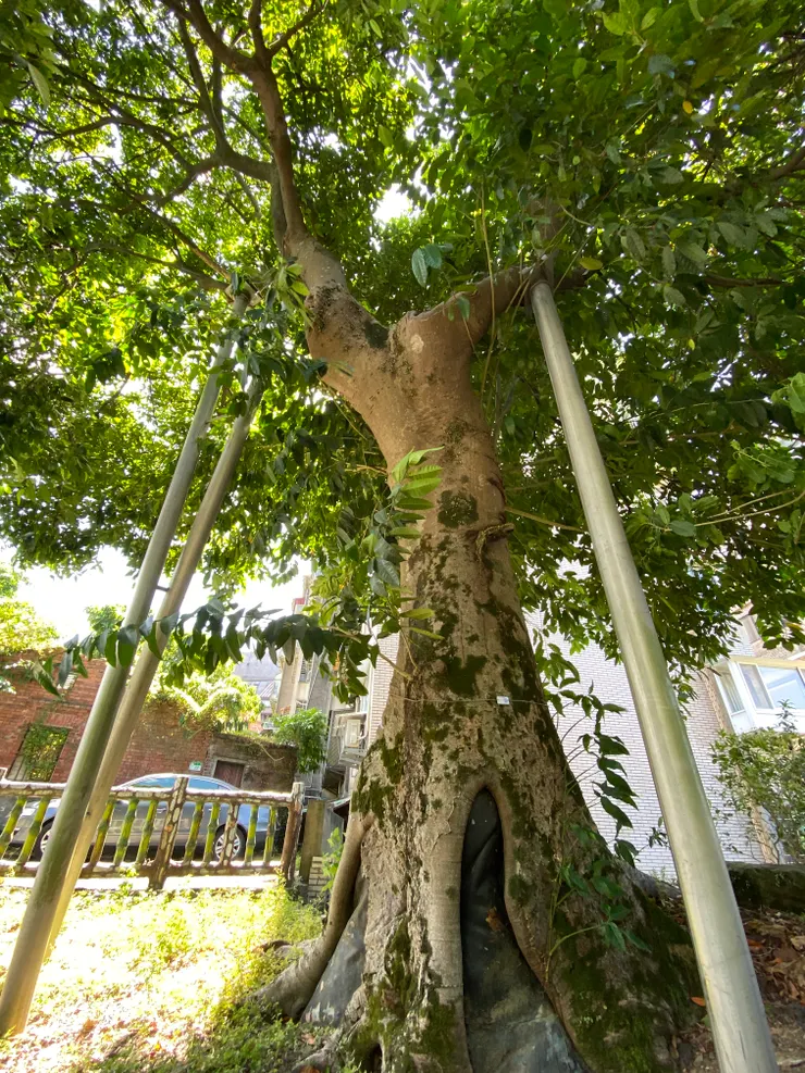 古道旁的百年老樹