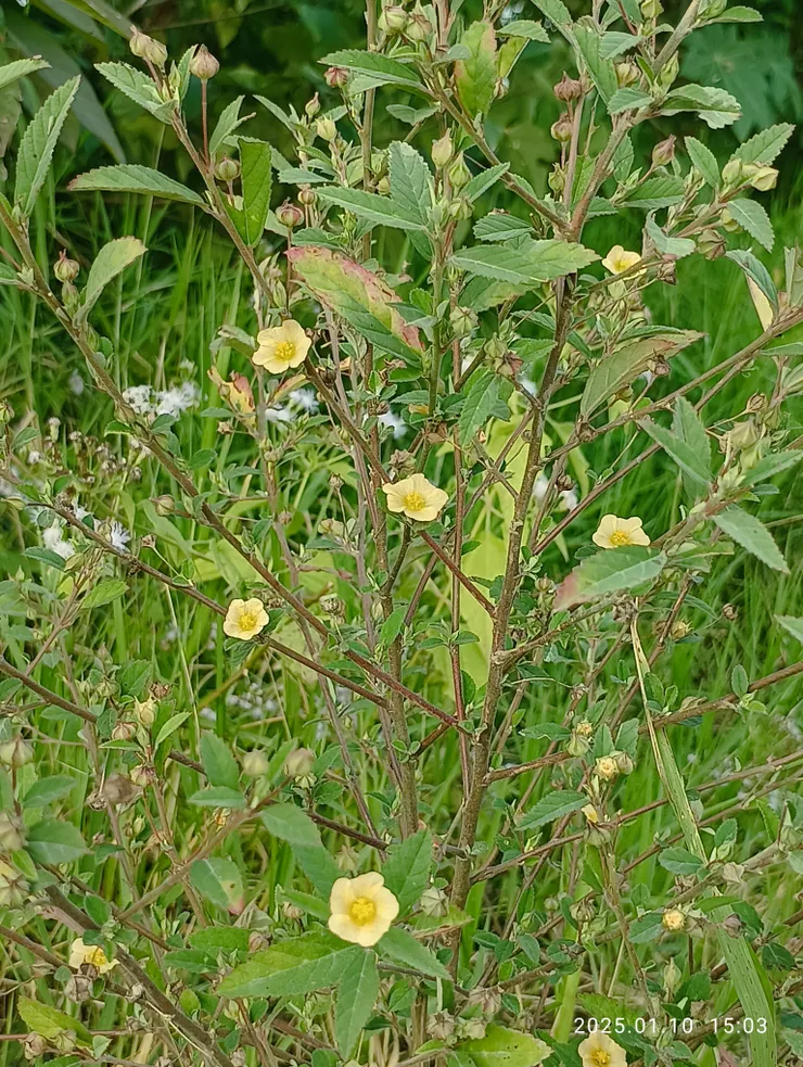 細葉金午時花，路旁山上常可見，自拍攝