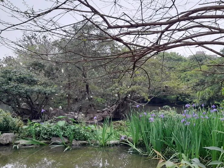 樹上白色一點一點的都是水鳥
