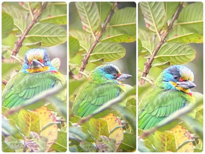 圖08 五色鳥三連拍