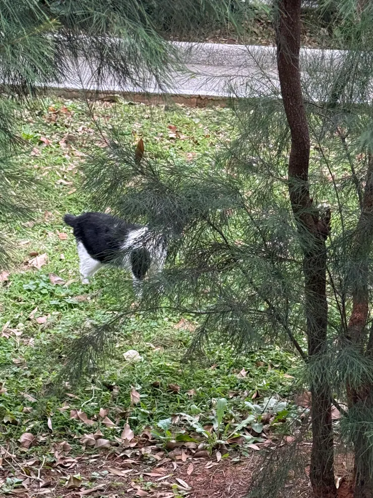 2026/02/11 散步遇到貓貓