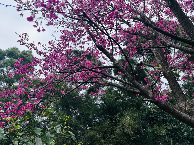 滿開的一株櫻花樹