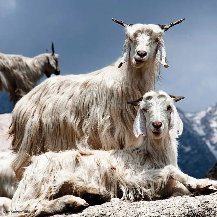 照片來源:pinterest