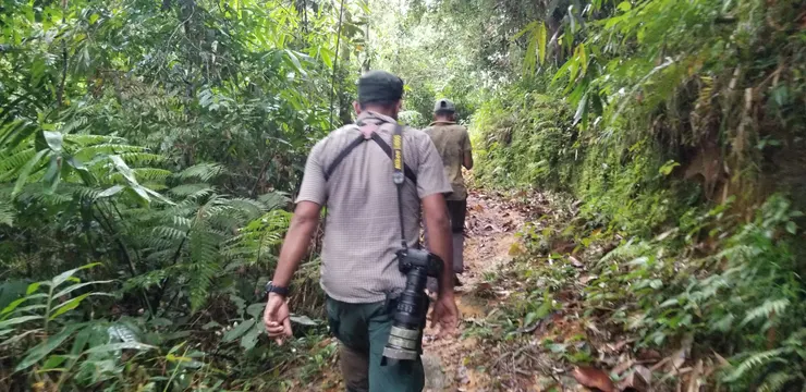 要探望Frogmouth，也是要坐吉普車後，走一段小路。