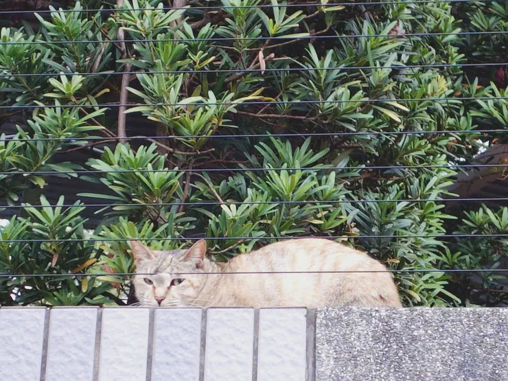 散步途中遇到的喵