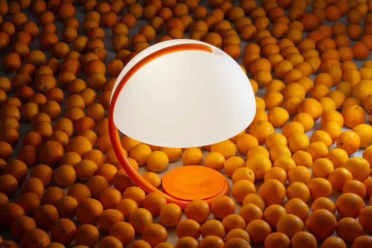 Serpente. ph: Benvenuto Saba