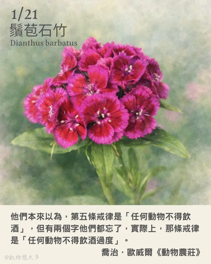 《一日一花・一句》｜1 月 21 日｜鬚苞石竹×喬治．歐威爾《動物農莊》