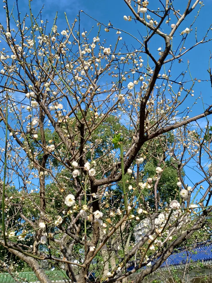 2024年初的梅花盛開-中正紀念堂