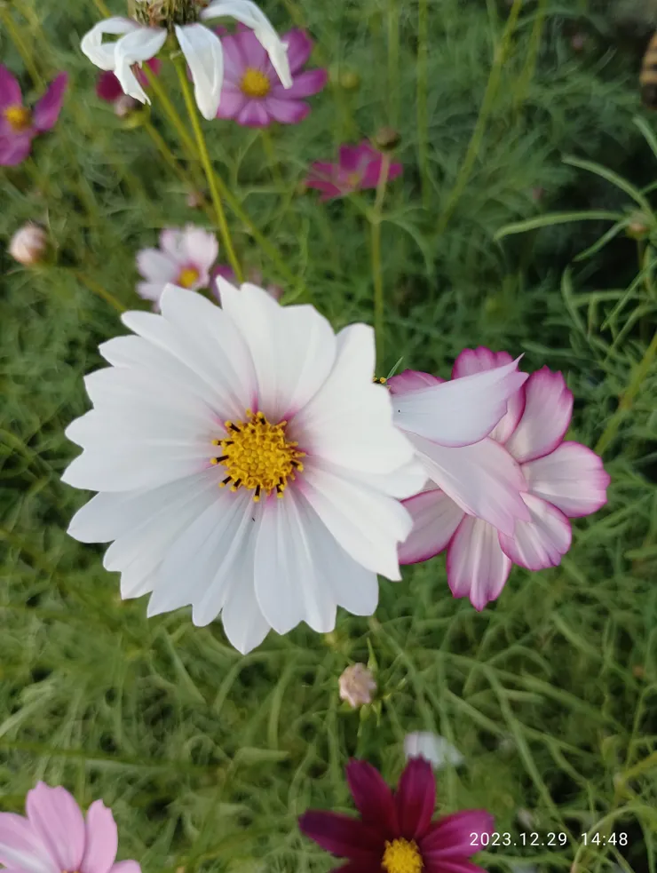 今年大小傷疼斷續來，愁識盡，不說，也將休，明盼曈來日日悠