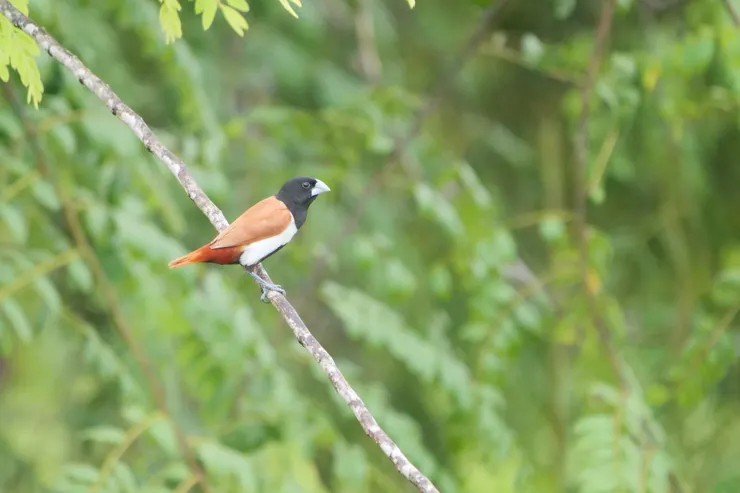 Tri Color Munia