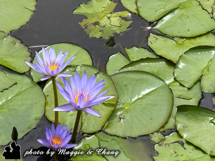水中的優雅舞者。這片藍紫色睡蓮,在深沉的池水和翠綠的浮葉中,靜靜綻放著高貴的美麗。