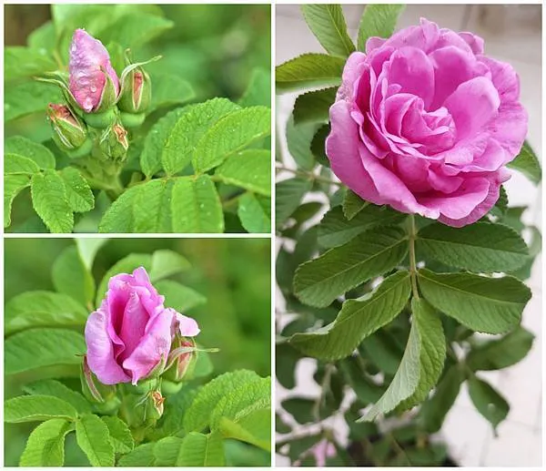 每年總在穀雨-黃梅時節綻放的大馬士革玫瑰