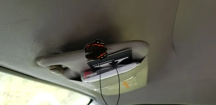 飛入車裏的蝴蝶