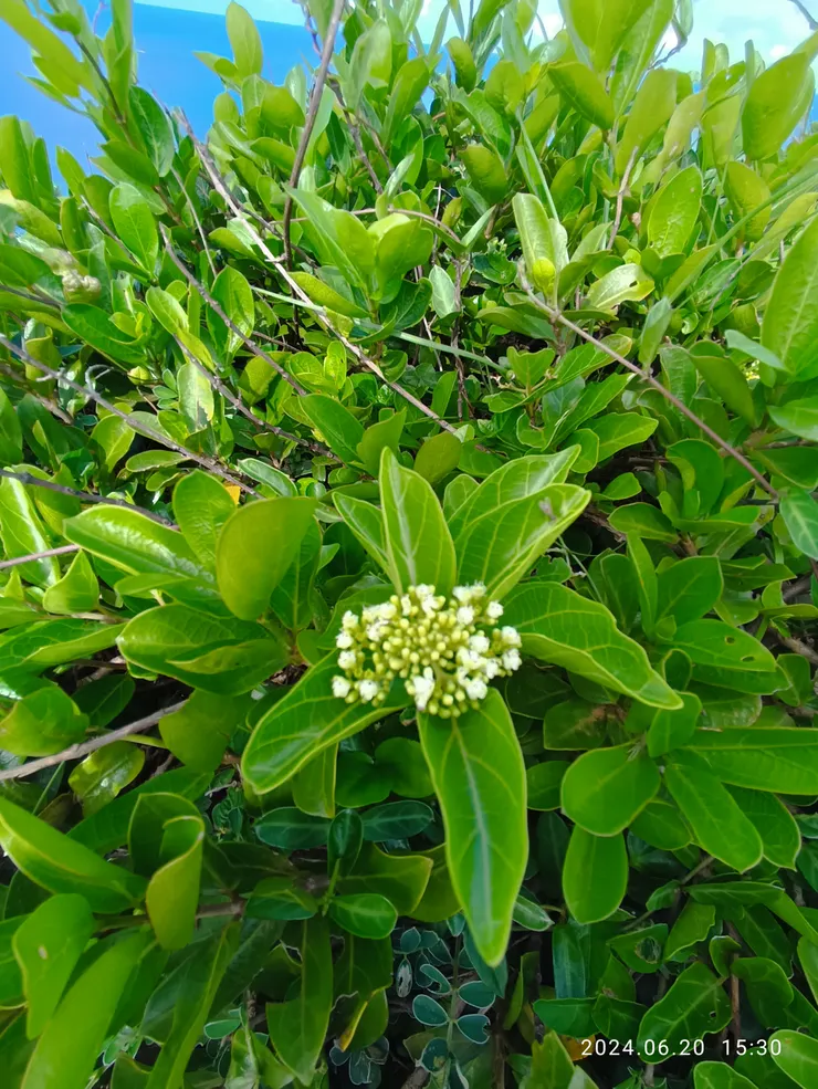 草海桐似也身變