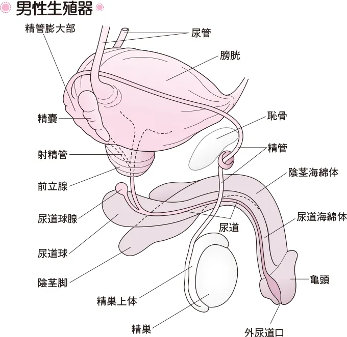 男性體內生殖系統構造