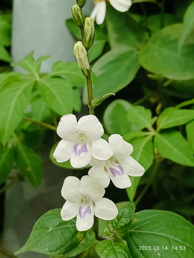 花朝月夕，寬葉十萬錯（花名）