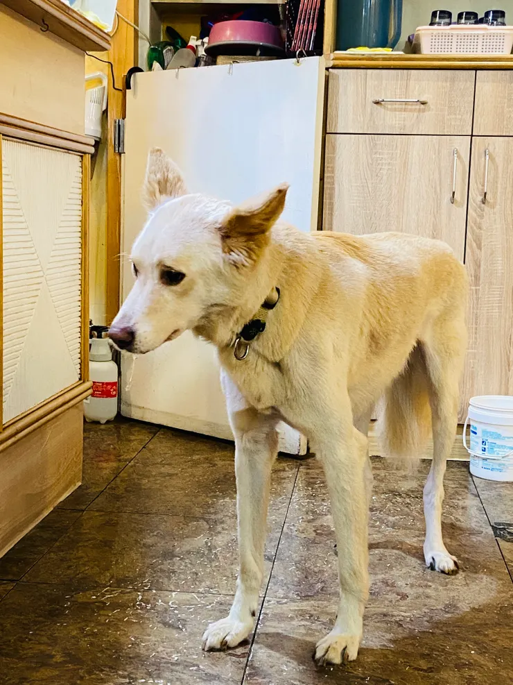 小貓花園｜店狗